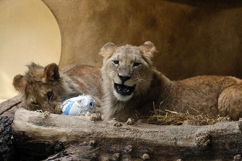 Zwei einjährige Löwenjungs wohnen seit einigen Tagen im Tierpark Hellabrunn. Und der TSV 1860 hat für sie eine Patenschaft übernommen. Klicken Sie durch die besten Aufnahmen von den verspielten Tieren!