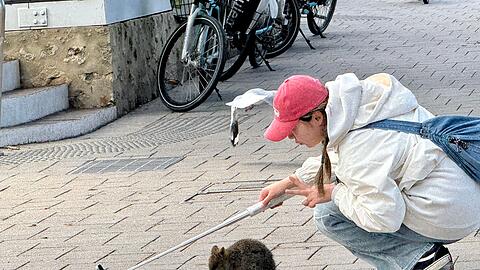 Ein Quokka-Selfie ist heiß begehrt, aber Touristen sollten dabei den nötigen Abstand halten.