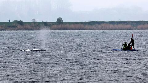 Tag vier der Rettungsaktion - unter anderem wurde eine Rinne vom tieferen Wasser zum Wal hergestellt, indem  Schlick weggesaugt wurde.