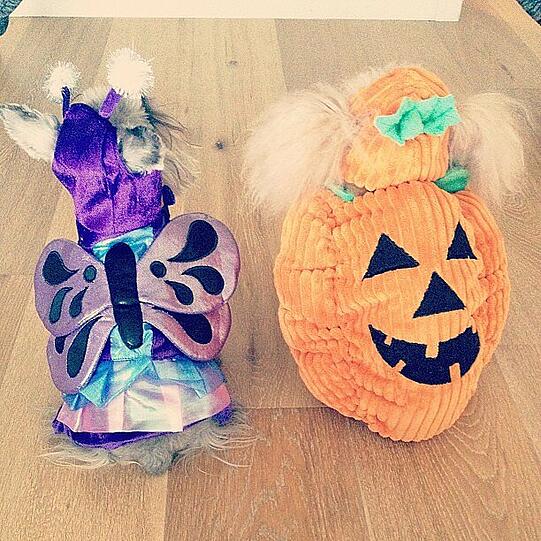 Ciara hat auch ihre Hunde für Halloween eingekleidet. Ob die kleinen Vierbeiner den Spaß freiwillig mitmachen?