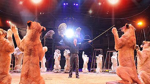 Größte Raubtiershow der Welt: Martin Lacey junior mit seinen Raubkatzen.