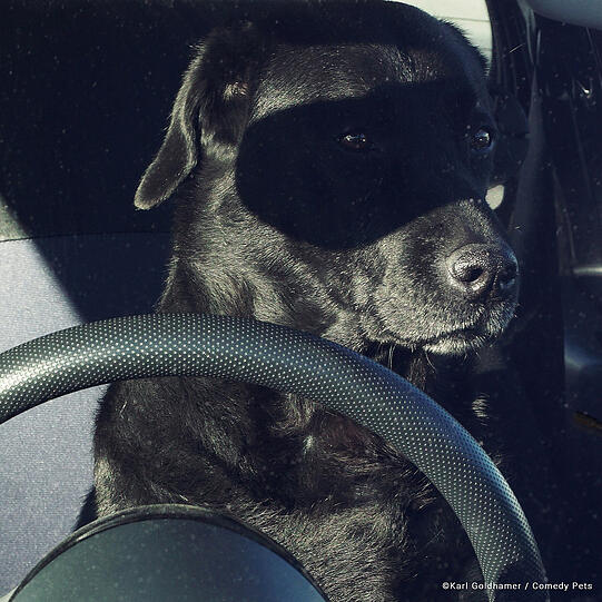 Sieht aus wie ein Bankräuber: Dieser Hund sitzt scheinbar am Steuer.