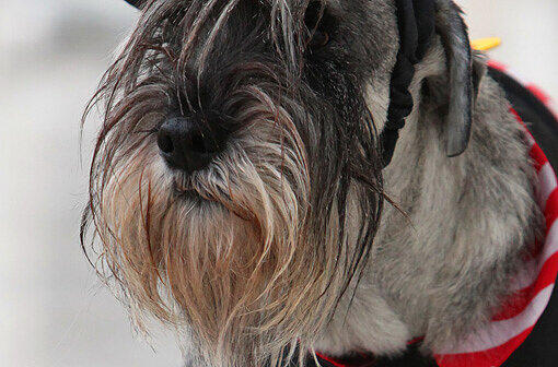 Armer Bello: Einen Schnauzer wie diesen hatte die Frau an ein Rollo gebunden. Der Hund erstickte fast