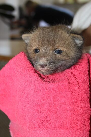 Fuchsbaby Cornelius ist eins der vielen Wildtiere, die in Riem vorübergehend Unterschlupf gefunden haben. 2013 waren es insgesamt 2270.