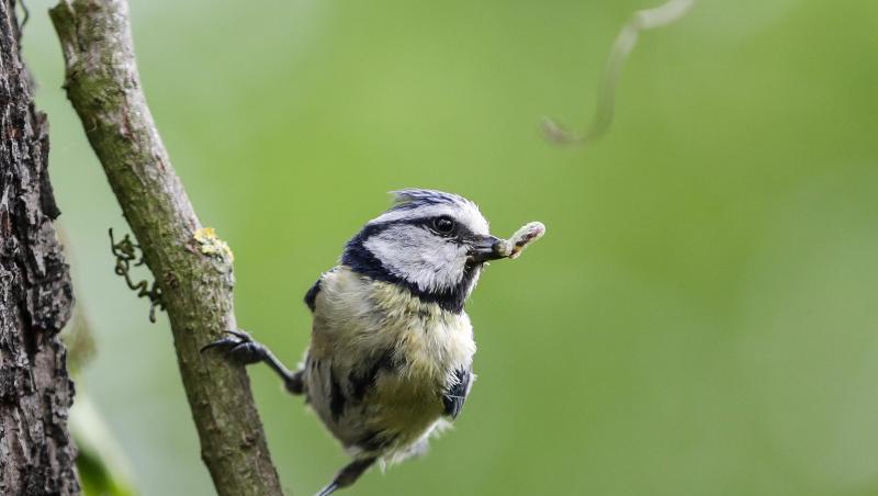 Eine Blaumeise sitzt auf einem Ast. Foto: Jan Woitas/dpa-Zentralbild/dpa/Archivbild