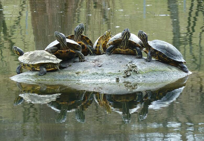 Sendling: Auch die Schildkröten im Westpark haben "Sehnsucht nach Sonne!".