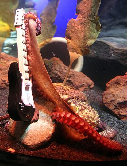 Paul junior macht sich derzeit in der Ausstellung "Octopus Garden" einen Namen an der E-Gitarre.