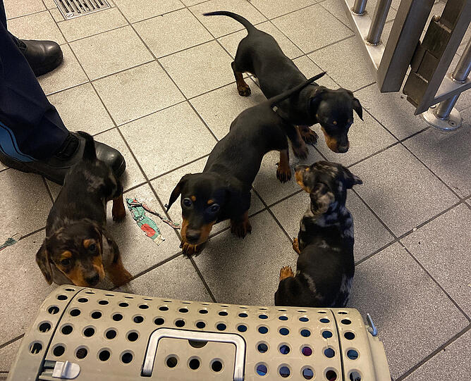 Die Welpen wurden wohl zu früh von ihrer Mutter getrennt.