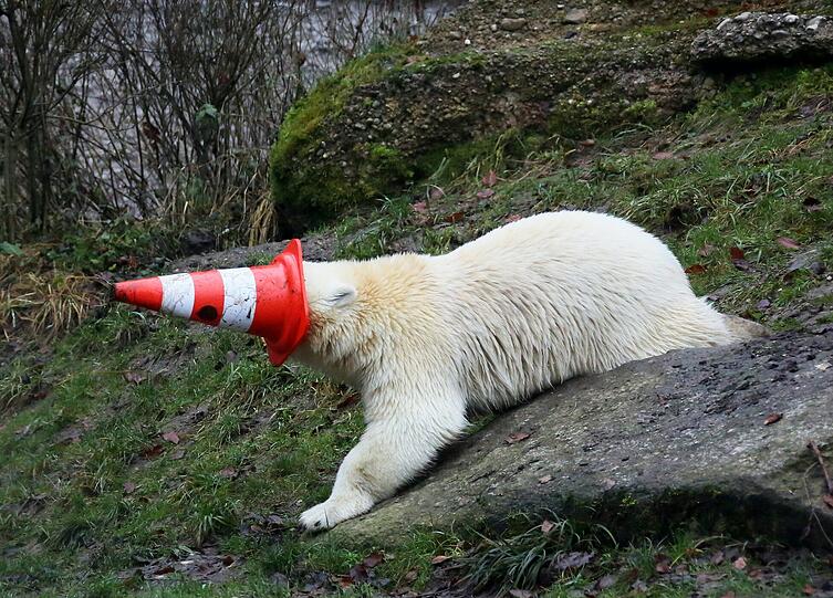 Die schönsten Bilder vom ersten Geburtstag der Münchner Eisbären-Zwillinge Nela und Noby mit ihrer Mutter Giovanna.