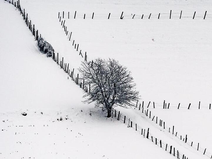 Ein Baum steht an einem Weidezaun im Schnee. Foto: Armin Weigel