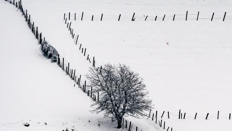 Ein Baum steht an einem Weidezaun im Schnee. Foto: Armin Weigel Ein Baum steht an einem Weidezaun im Schnee. Foto: Armin Weigel