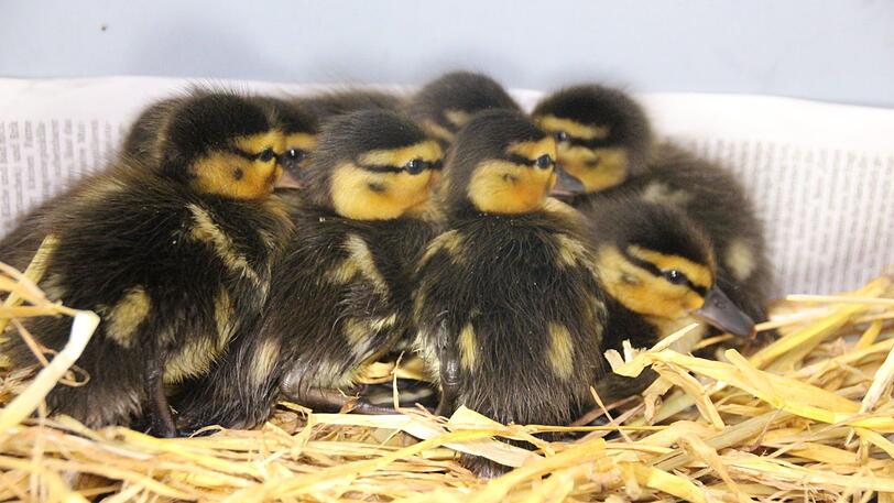 Die Entenküken haben es im Tierheim endlich warm.