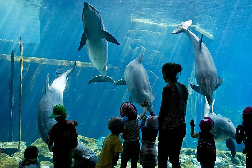 Von wegen Idylle &ndash; Tiere in der Delfin-Lagune des Nürnberger Tiergartens sollen starke Medikamente bekommen haben.