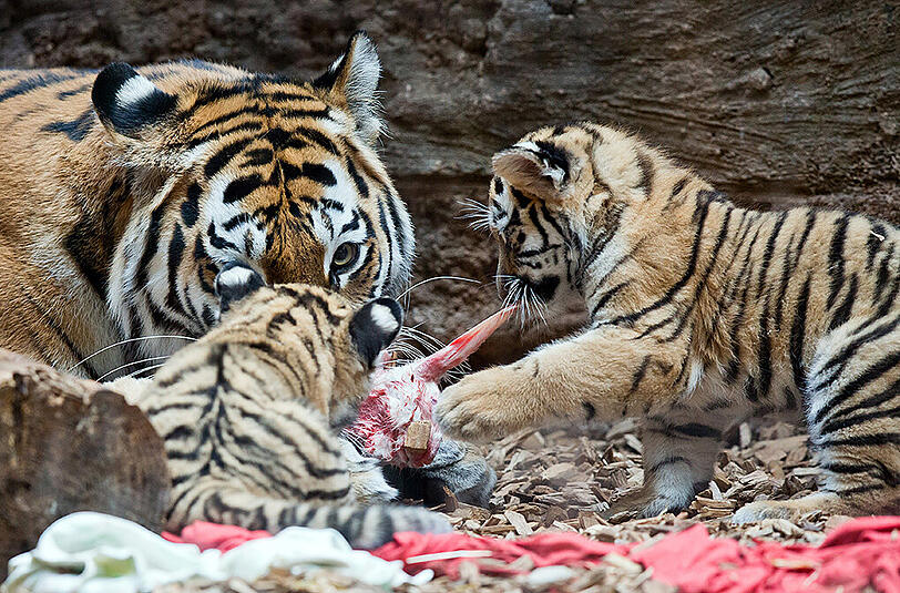 Die Tiger-Babys Aljoscha und Volodya aus dem Nürnberger Zoo.