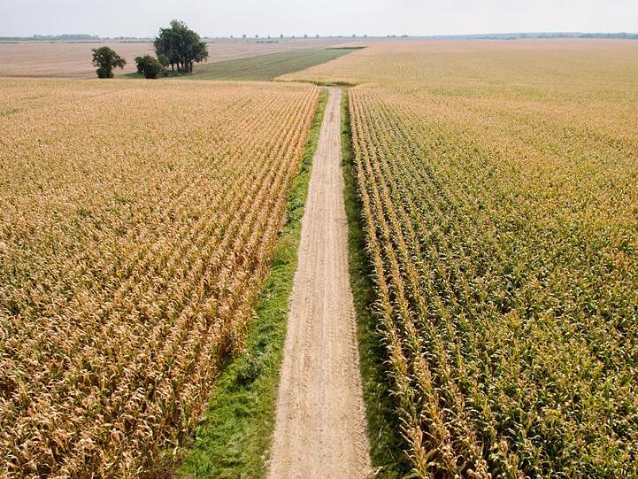 Ein Feldweg teilt ein Maisfeld, aufgenommen mit einer Drohne. Foto: Jan Woitas/Archivbild
