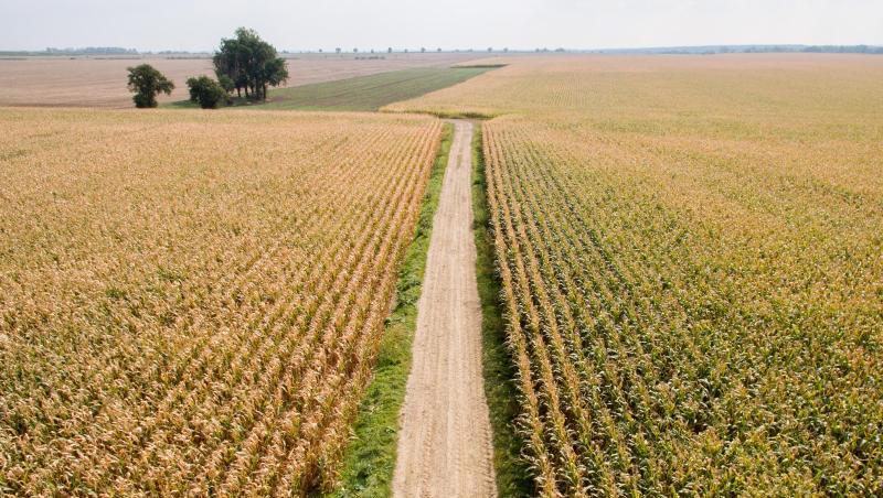 Ein Feldweg teilt ein Maisfeld, aufgenommen mit einer Drohne. Foto: Jan Woitas/Archivbild Ein Feldweg teilt ein Maisfeld, aufgenommen mit einer Drohne. Foto: Jan Woitas/Archivbild