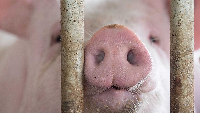 In Bayern gibt es mehr Schweine als vor einem Jahr. (Archivbild)