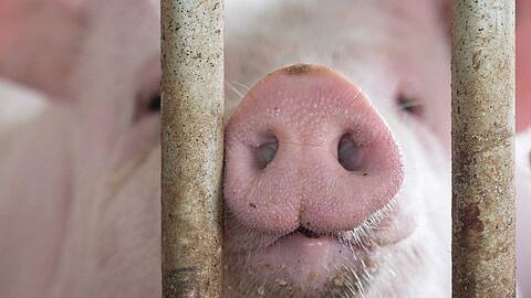 In Bayern gibt es mehr Schweine als vor einem Jahr. (Archivbild)