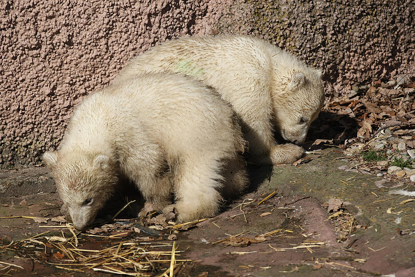 Unsere Eisbärchen Aleut und Gregor mit Mama Vera bei ihrem ersten Ausflug im Freigehege.