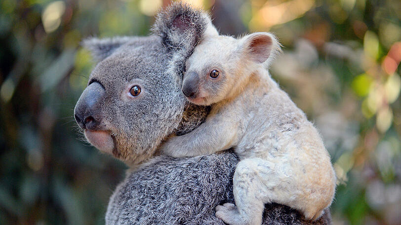 Das weiße Koala-Baby klammert sich an seine Mutter Tia im Australia Zoo im australischen Queensland.