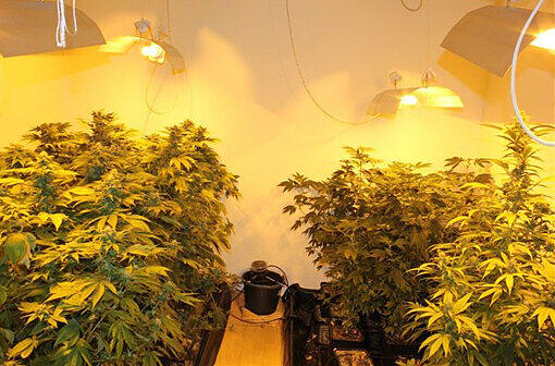 Cannabis im Wert von 150.000 Euro: Bereits im November vergangenen Jahres hat die Polizei im Landkreis Neustadt eine riesige illegale Hanf-Plantage entdeckt.