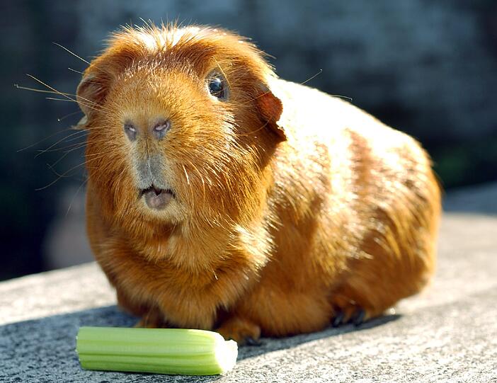 Ein Meerschweinchen (Symbolbild)