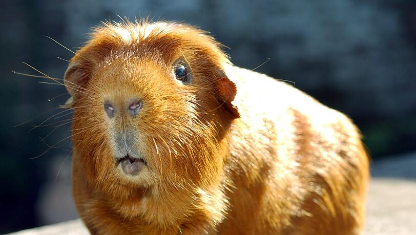 Ein Meerschweinchen (Symbolbild) Ein Meerschweinchen (Symbolbild)