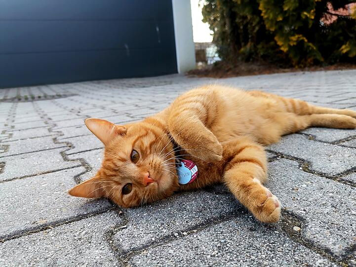 Ginger