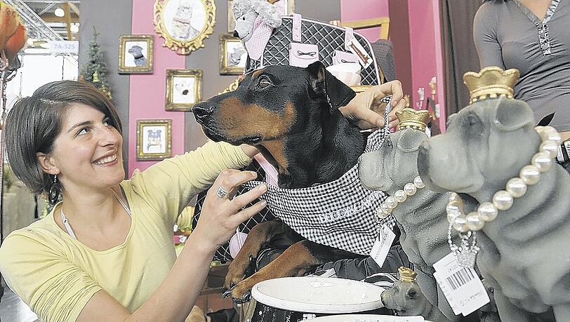 Pinscher "Neo" freut sich über ein neues Halstuch. Pinscher "Neo" freut sich über ein neues Halstuch.