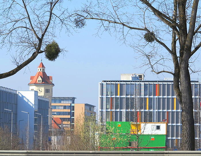 "Fotogene Schmarotzer", nennt der Fotograf diese Misteballen im Vordergrund.