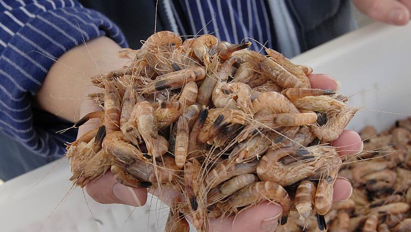 La pesquería de camarón del Mar del Norte conserva el sello MSC