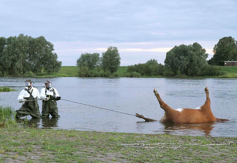 Die Behörden in Niedersachsen warnen vor einem mit
Milzbrand infizierten Kuh-Kadaver in der Elbe. Das im Landkreis
Stendal in Sachsen-Anhalt in den Fluss gestürzte Tier treibe derzeit
möglicherweise durch den Landkreis Lüchow-Dannenberg, sagte eine
Sprecherin am Donnerstag.