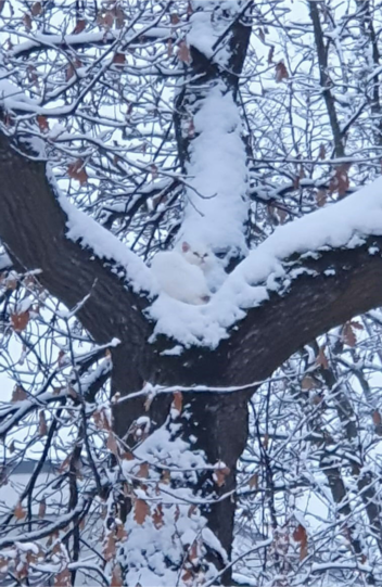 Die Feuerwehr München hat eine Katze von einem Baum gerettet.