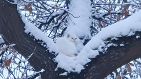 Die Feuerwehr München hat eine Katze von einem Baum gerettet.