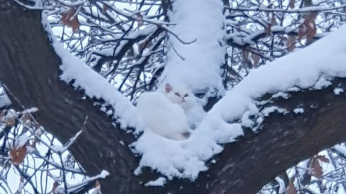 Die Feuerwehr München hat eine Katze von einem Baum gerettet.