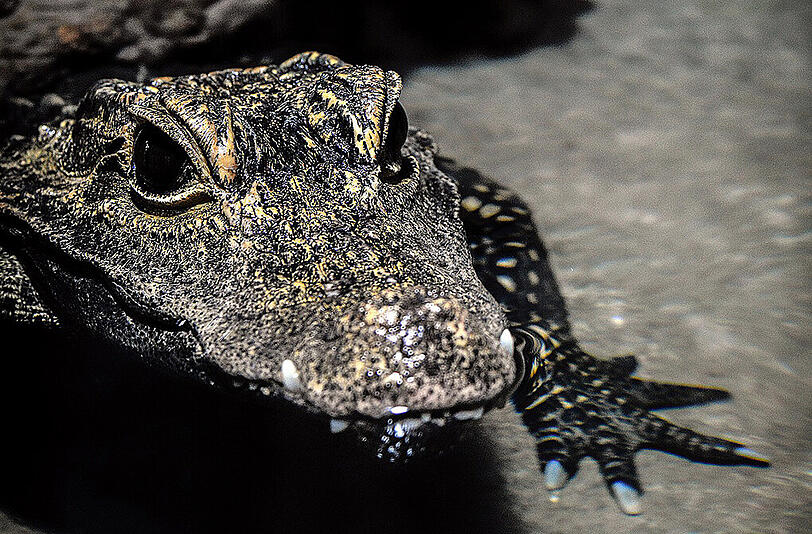 Der Tierpark Hellabrunn freut sich über zwei neue Stumpfkrokodile.