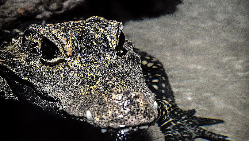 Der Tierpark Hellabrunn freut sich über zwei neue Stumpfkrokodile. Der Tierpark Hellabrunn freut sich über zwei neue Stumpfkrokodile.