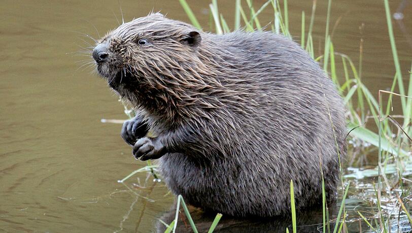 In Augsburg verirrte sich ein Biber in die Altstadt und verlor die Orientierung. (Symbolbild)