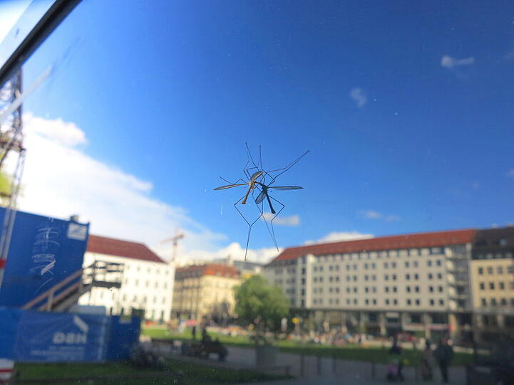 Es trafen sich am Sonntagnachmittag zwei Paparazzi im Marienhof:
ein AZ-Leser mit Fotoaparat und eine Schnake sitzend an einem verspiegeltem Glas.