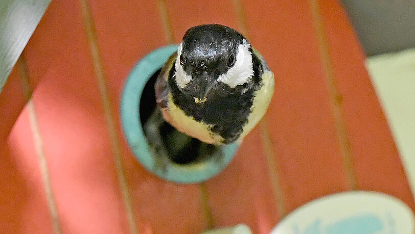 Eine Kohlmeise fliegt aus einem Nistkasten in einer Gartenanlage. Nicht f&uuml;r jeden Balkon ist ein Nistkasten eine gute Idee.