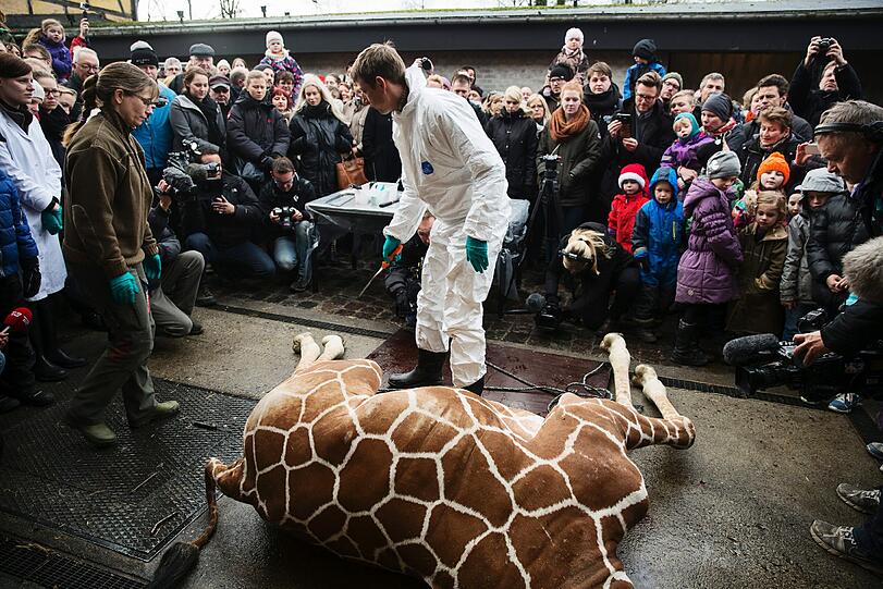 9.2.2014: Im Kopenhagener Zoo wird der gesunde Giraffenbulle "Marius" getötet und an Löwen verfüttert. Die Aktion sorgt für heftige Proteste.