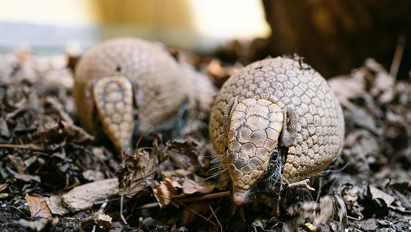 Meister der Tarnung: Bei Gefahr k&ouml;nnen sich diese kleinen Gesellen quasi unsichtbar machen.