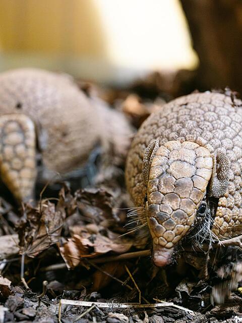 Meister der Tarnung: Bei Gefahr k&ouml;nnen sich diese kleinen Gesellen quasi unsichtbar machen.
