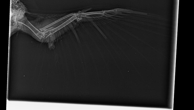 Der Flügel wurde durch die Kugel komplett zerschmettert. Die Taube war so schwer verletzt, dass sie eingeschläfert werden musste. Der Flügel wurde durch die Kugel komplett zerschmettert. Die Taube war so schwer verletzt, dass sie eingeschläfert werden musste.