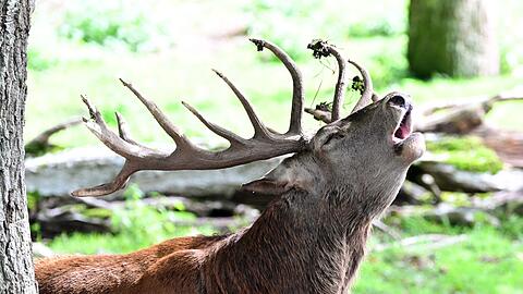 Ein r&ouml;hrender Hirsch erschreckte einen Wanderer. (Symbolbild)
