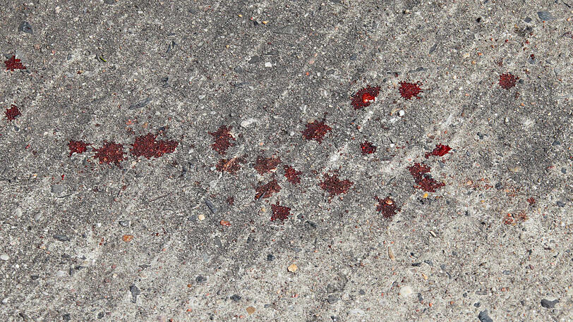 Die Jugendlichen folgten der Blutspur bis in den Wald. (Archivbild)