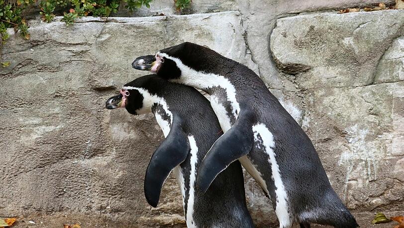Humboldt-Pinguine bleiben ein Leben lang ein Paar. Homosexuelle Pärchen brüten häufig verwaiste Eier aus. Humboldt-Pinguine bleiben ein Leben lang ein Paar. Homosexuelle Pärchen brüten häufig verwaiste Eier aus.