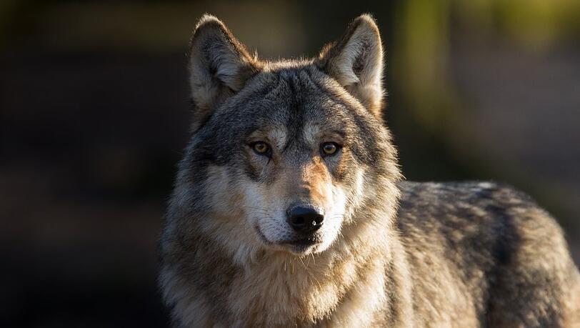 Deutschland zählt aktuell 161 Wolfsrudel - Tendenz steigend.