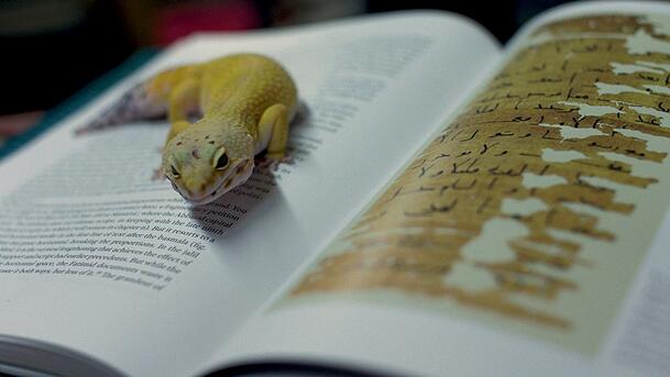 Die Arbeit „Fatherland Archives“ aus der Ausstellung „Yalla“, die im Frühjahr eröfnet. Die Arbeit „Fatherland Archives“ aus der Ausstellung „Yalla“, die im Frühjahr eröfnet.