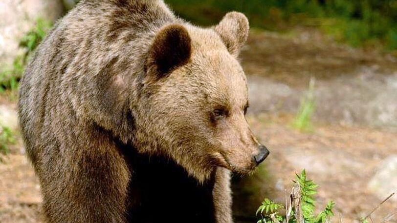 Ein Braunbär in der Region Trentino, wo es zuletzt auch zu Angriffen kam.